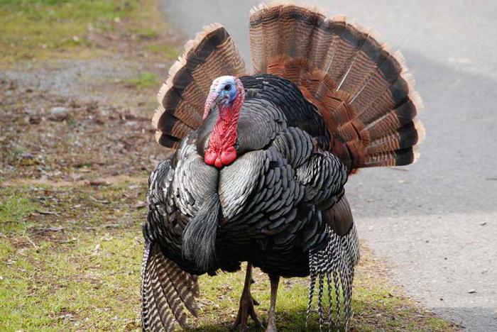 ¿Por qué sueñan los pavos?