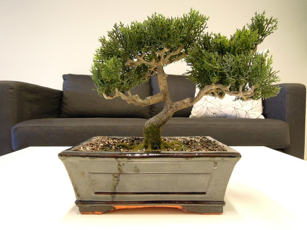 Bonsai az egészségügyi zóna kialakításában