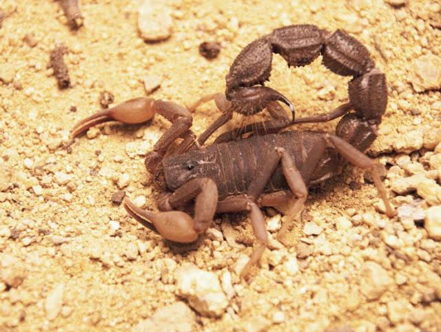 женски лъв мъжки скорпион съвместимост