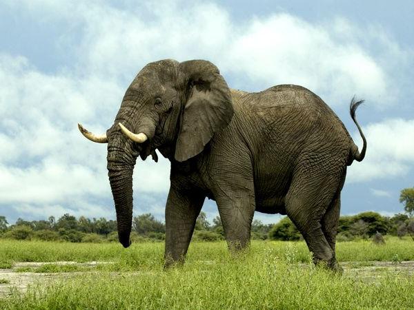 हाथी क्या सपने देखते हैं