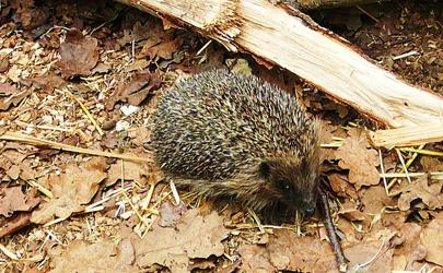 dreamed a hedgehog what it means