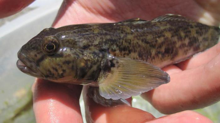 rețetă sacadată de goby 