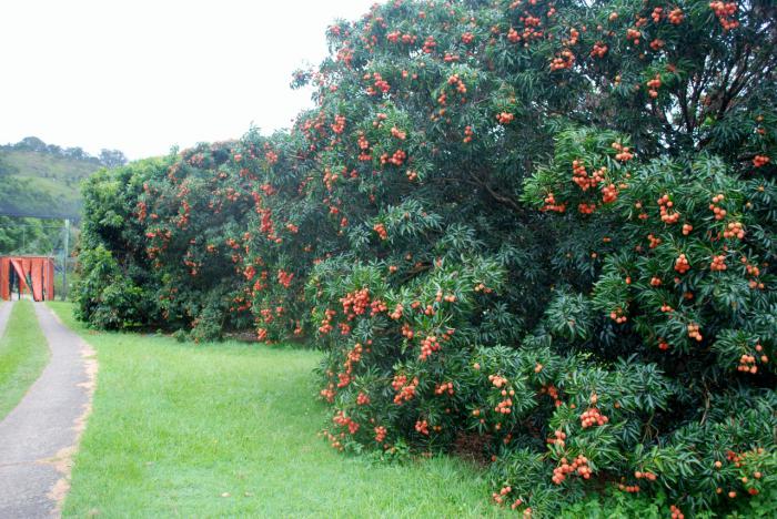 hva er litchi 