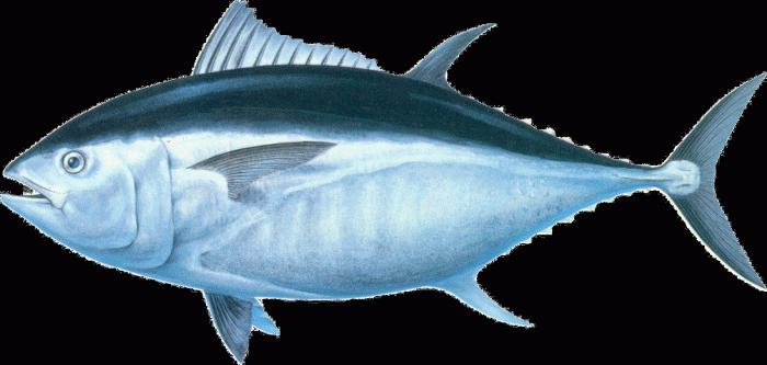 калорије конзервиране туњевине