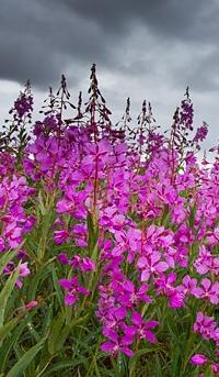 Fireweed honning