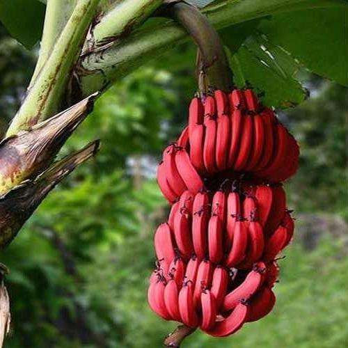 červený banán