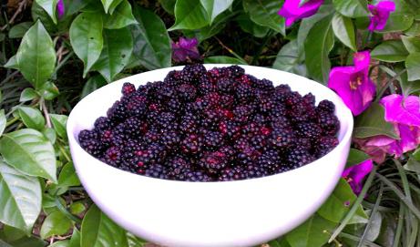 receita de geléia de sabugueiro