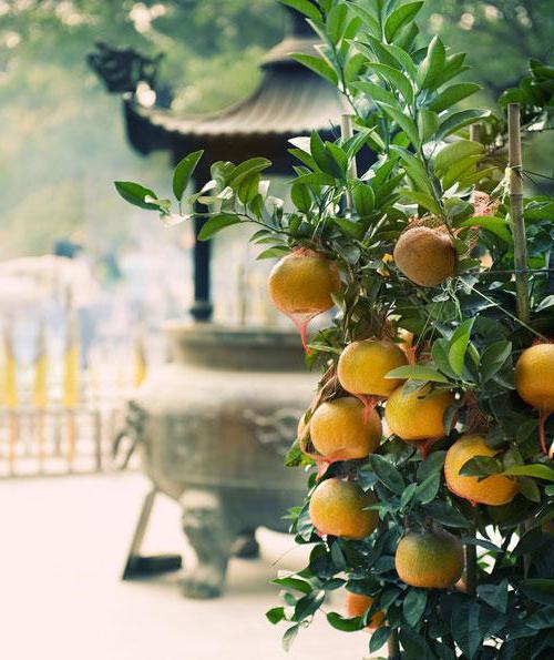 tipos de tangerinas 