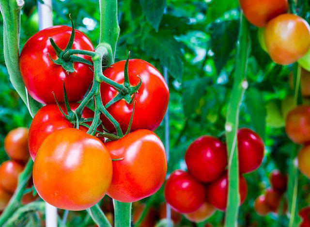 marinade de tomates dans 1 litre d'eau vinaigrée