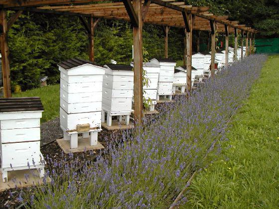 マルハナバチの蜂蜜の入手方法