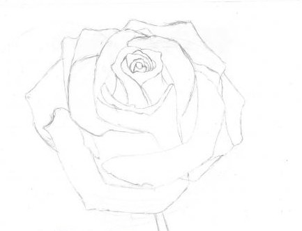 hvordan man tegner en rose med en enkel blyant