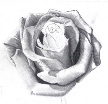 hvordan man tegner en rose med blyanter og glatter grænserne