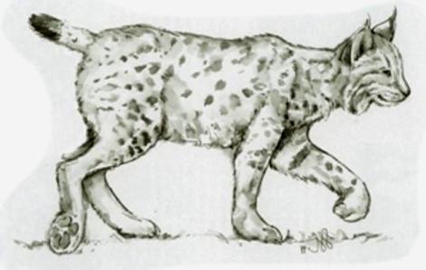 comment dessiner un lynx