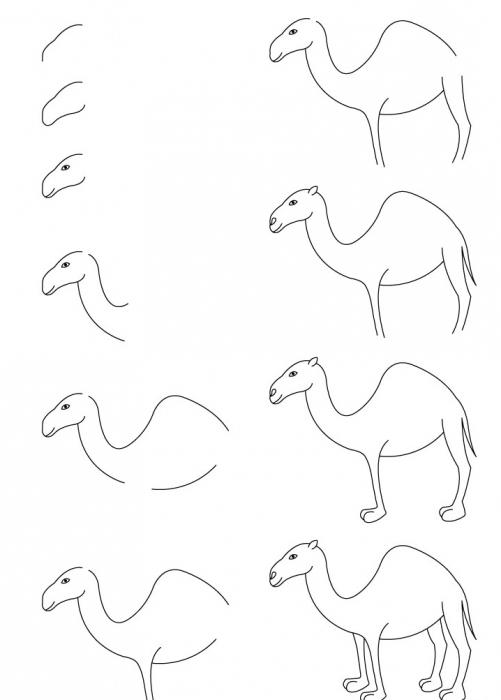 how to draw a camel