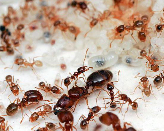 the most interesting facts about ants 