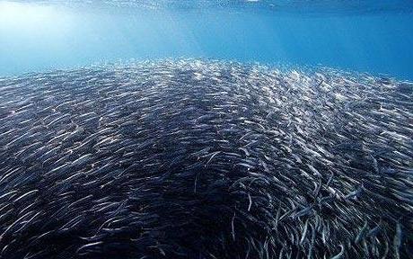 Acciuga del Mar Nero