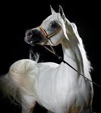 арабська порода коней