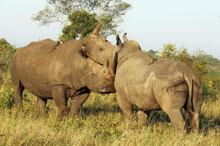 rhinocéros blancs combien il en reste