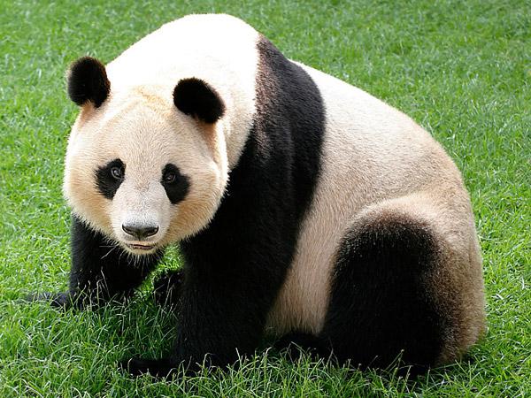 panda vzácne červené knihy zviera 