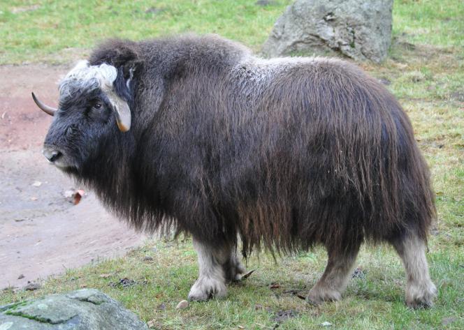 Hva spiser muskoxider i naturen