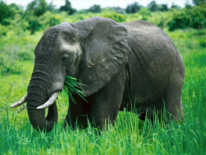 cosa mangia l'elefante africano