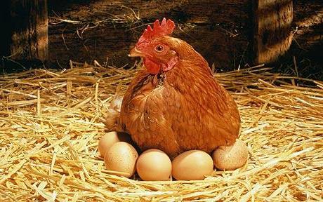 at det første æg eller kylling dukkede op