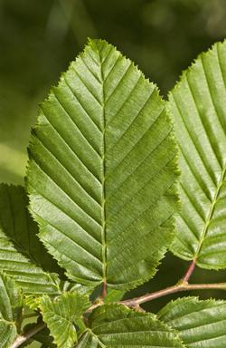 Hornbeam (folhas)