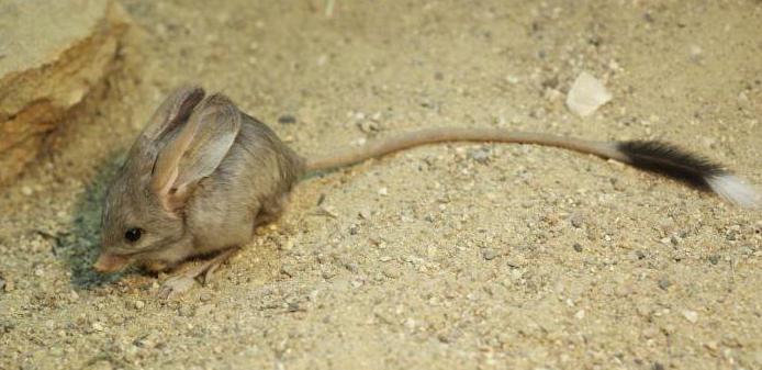 jerboa uszata