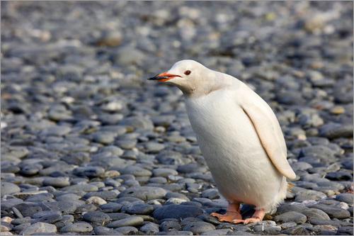 dove vivono i pinguini oltre all'Antartide