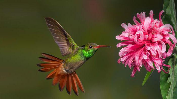 įdomūs faktai apie hummingbirds