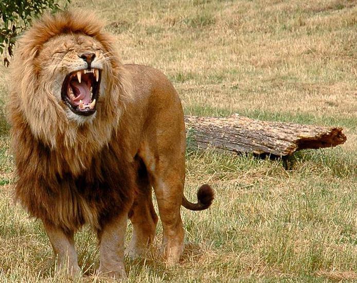 ktoré zo zvierat beží rýchlejšie ako lev alebo los?