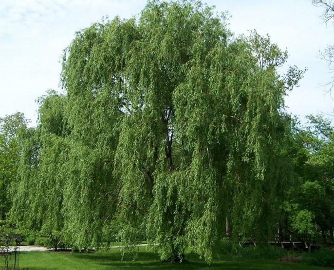 How to distinguish willow from willow