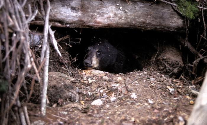 oso en la naturaleza