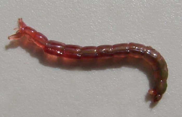 come lavare un sacco di bloodworm?