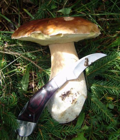 como cortar cogumelos corretamente