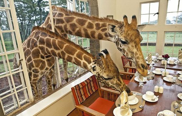 zaujímavé o žirafách
