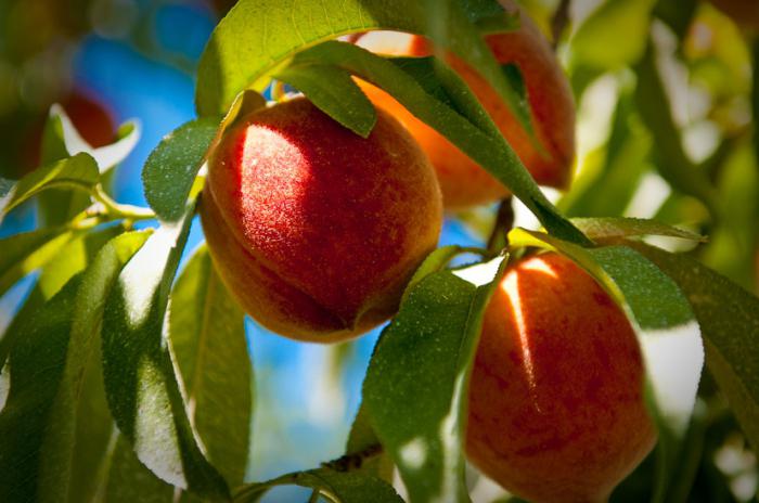 ungdomssymbol äpple eller persika