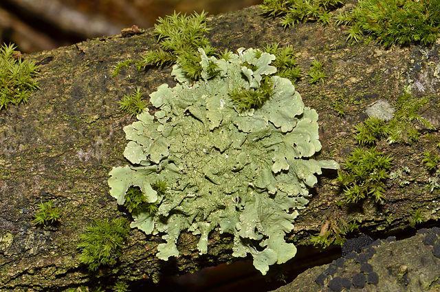il ruolo dei licheni nella natura e nella vita umana