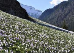 Foto de campanillas de invierno