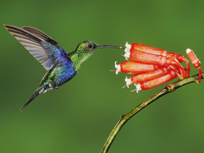 koliko je ptica kolibri 