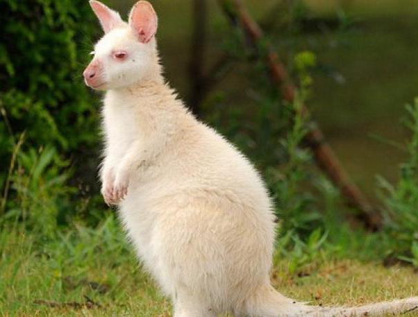 zoológico canguro blanco