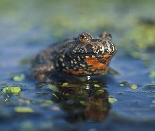 røde-bellied toad foto