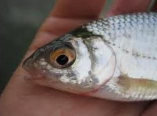 red eye fish photo