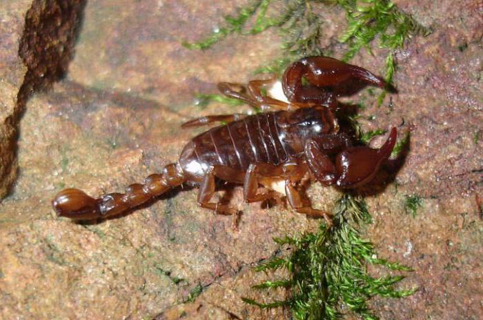 scorpion din Crimeea