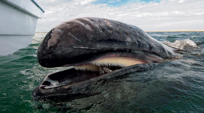 северни глатки кит