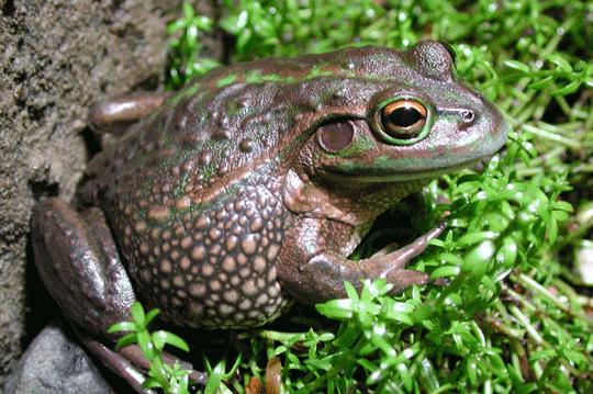 was der Grasfrosch isst