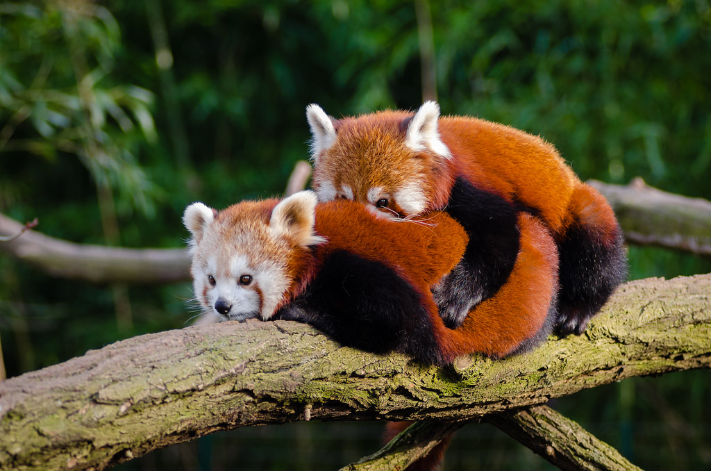 fokken van kleine panda's