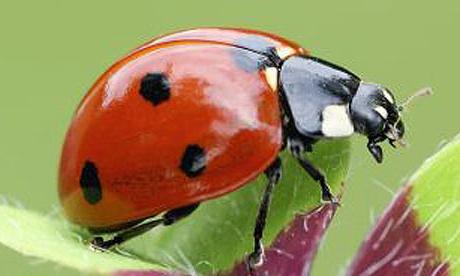 ларва на Ladybug
