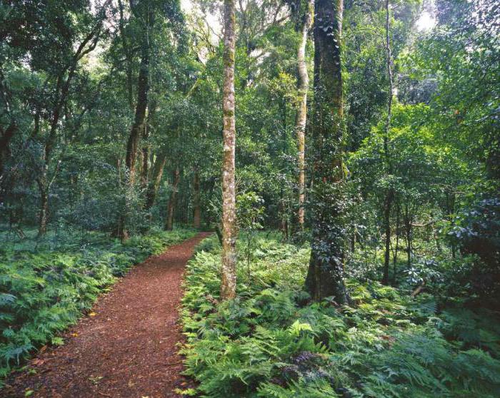 forêts de mousson