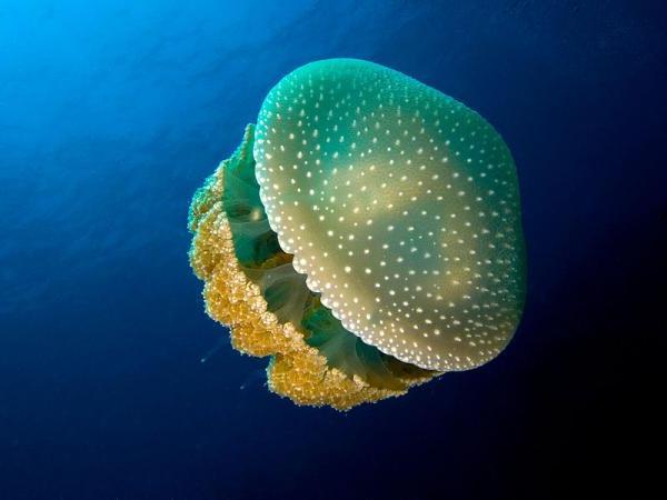 медузи от Черно море